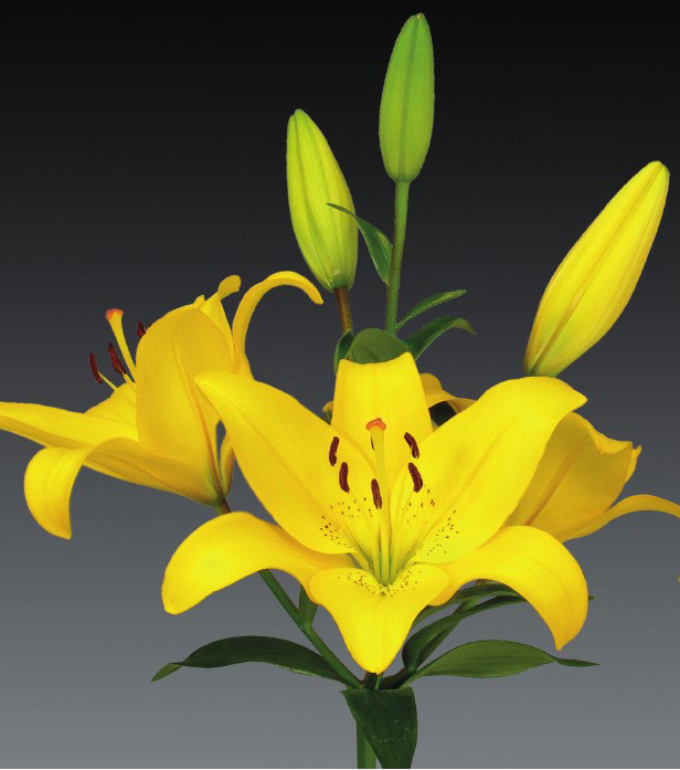 formosabulbs_lily Nashville