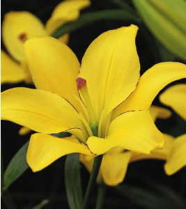 formosabulbs_lily Nashville