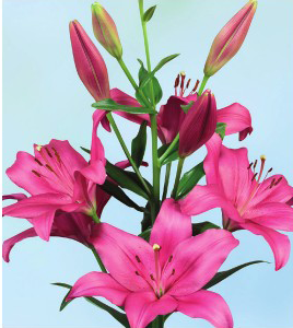 formosabulbs_lily Nashville