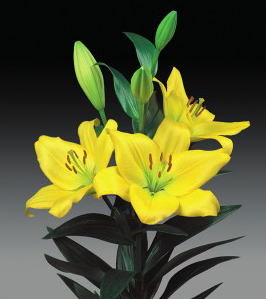formosabulbs_lily Nashville
