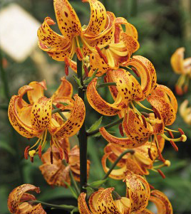 formosabulbs_lily Nashville