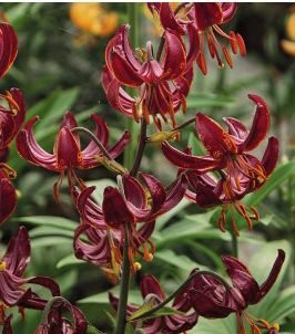 formosabulbs_lily Nashville