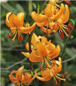 formosabulbs_lily Nashville
