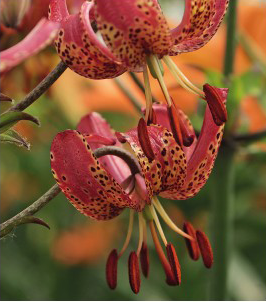 formosabulbs_lily Nashville