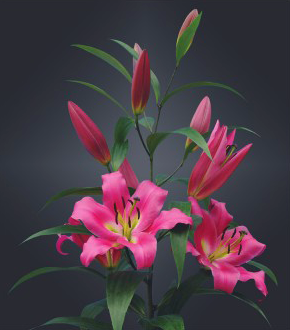 formosabulbs_lily Nashville