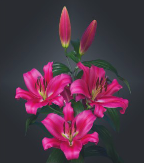 formosabulbs_lily Nashville