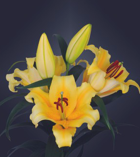 formosabulbs_lily Nashville