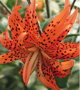 formosabulbs_lily Nashville