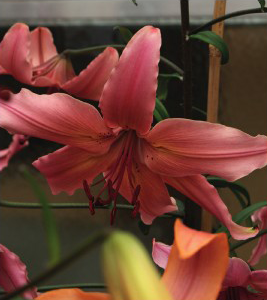 formosabulbs_lily Nashville