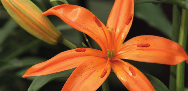 formosabulbs_lily Nashville