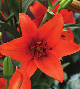 formosabulbs_lily Nashville