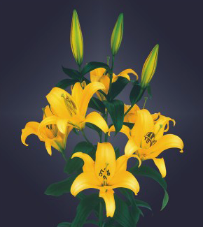 formosabulbs_lily Nashville