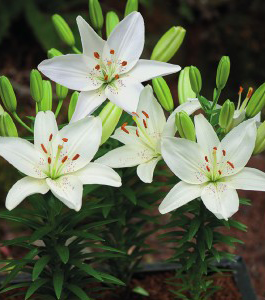 formosabulbs_lily Nashville