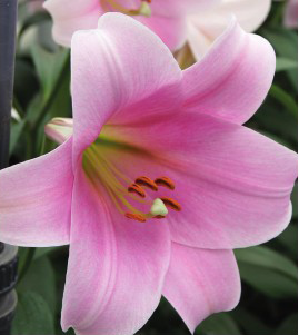 formosabulbs_lily Nashville