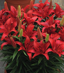 formosabulbs_lily Nashville