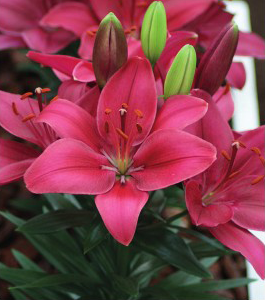 formosabulbs_lily Nashville