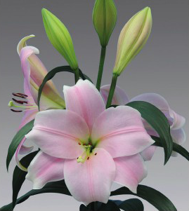 formosabulbs_lily Nashville