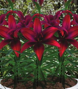 formosabulbs_lily Nashville