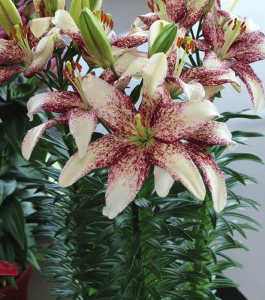 formosabulbs_lily Nashville