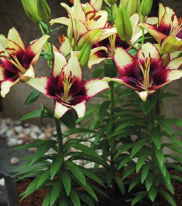 formosabulbs_lily Nashville