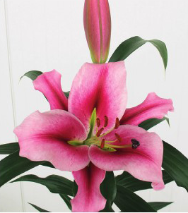 formosabulbs_lily Nashville