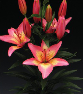 formosabulbs_lily Nashville