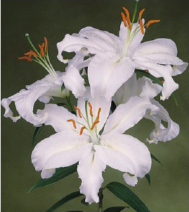 formosabulbs_lily Nashville