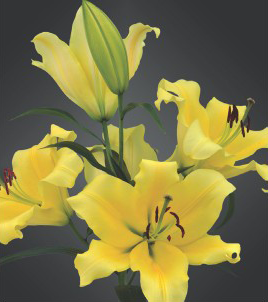 formosabulbs_lily Nashville