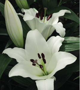 formosabulbs_lily Nashville
