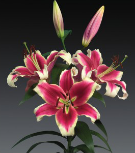 formosabulbs_lily Nashville