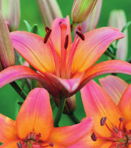 formosabulbs_lily Nashville