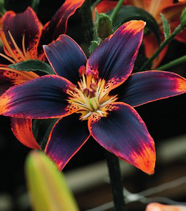 formosabulbs_lily Nashville