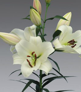 formosabulbs_lily Nashville