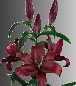 formosabulbs_lily Nashville