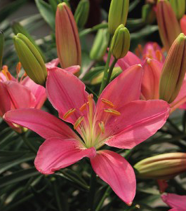 formosabulbs_lily Nashville