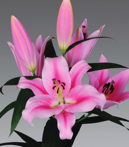 formosabulbs_lily Nashville