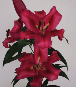 formosabulbs_lily Nashville
