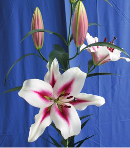 formosabulbs_lily Nashville