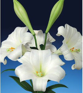 formosabulbs_lily Nashville