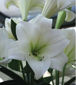 formosabulbs_lily Nashville