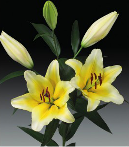 formosabulbs_lily Nashville
