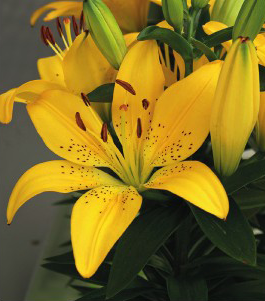 formosabulbs_lily Nashville