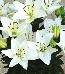 formosabulbs_lily Nashville