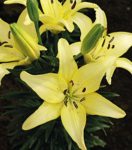 formosabulbs_lily Nashville
