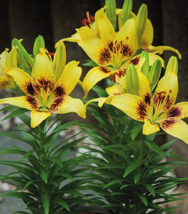 formosabulbs_lily Nashville