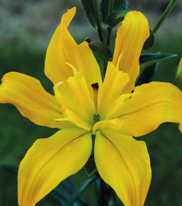 formosabulbs_lily Nashville