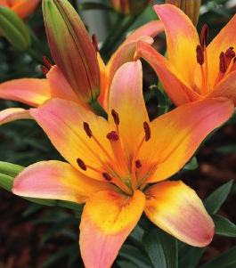 formosabulbs_lily Nashville