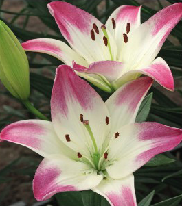 formosabulbs_lily Nashville