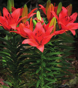 formosabulbs_lily Nashville