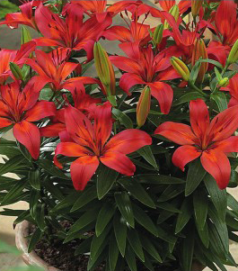 formosabulbs_lily Nashville